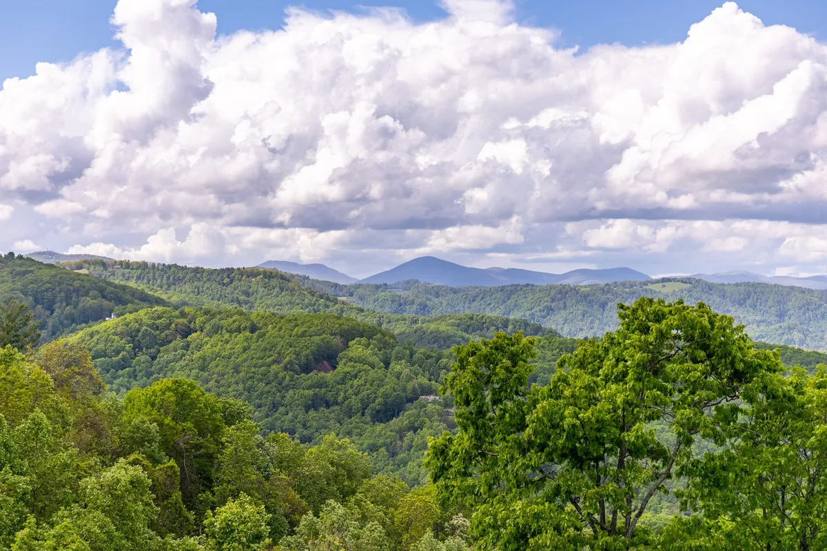 A breathtaking view of lush green trees stretching toward distant blue mountains under a soft, cloudy sky. The natural landscape is enveloped in early morning light, suggesting a peaceful, undisturbed environment ideal for hiking, reflection, or yoga at sunrise.